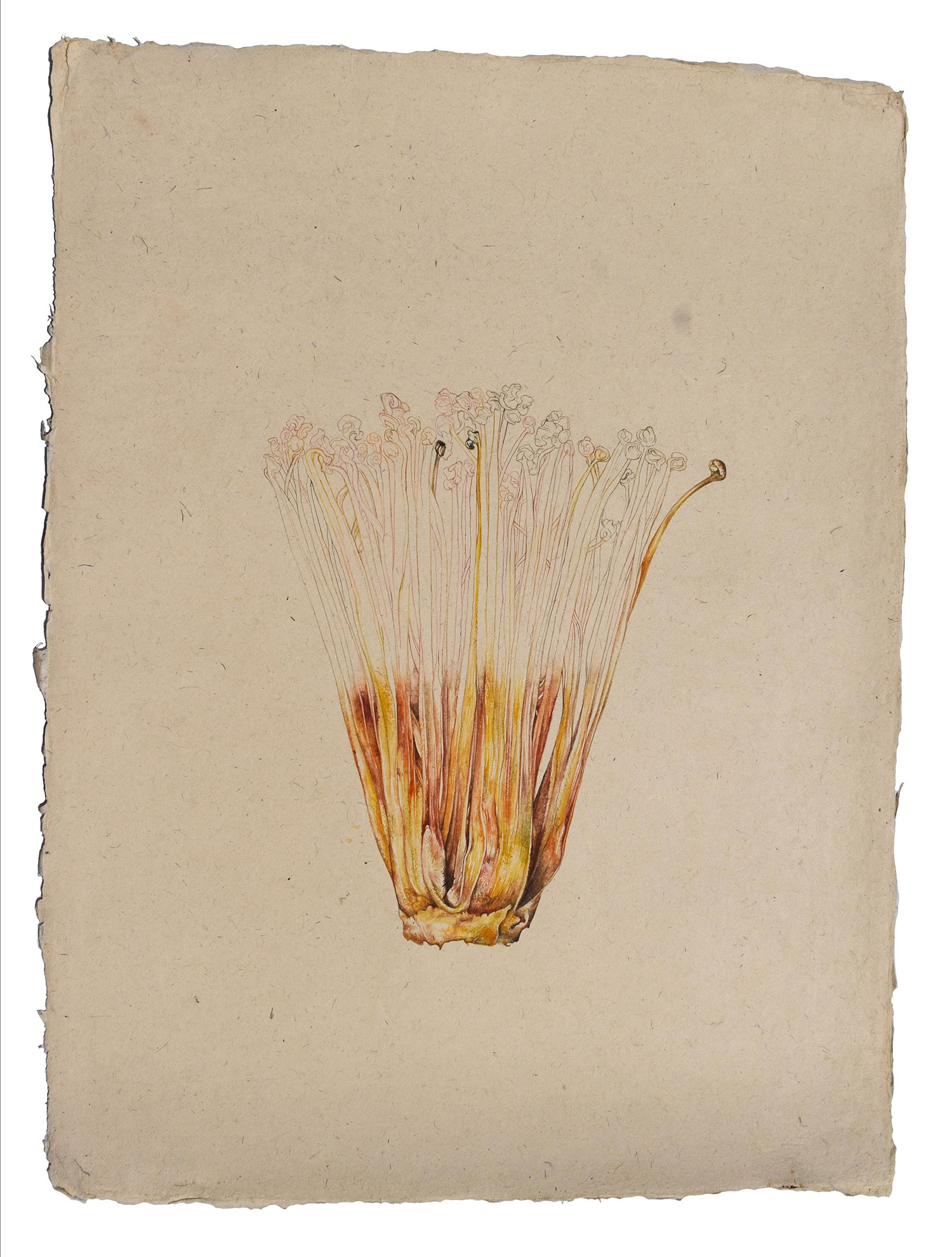 Watercolour on Wasli Paper